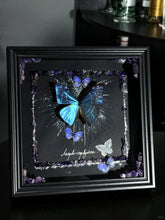 Butterfly Specimen Frame – Whispers of Blue